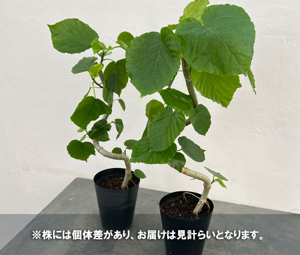 観葉植物 フィカス ウンベラータ(曲がり) 5...の詳細画像5
