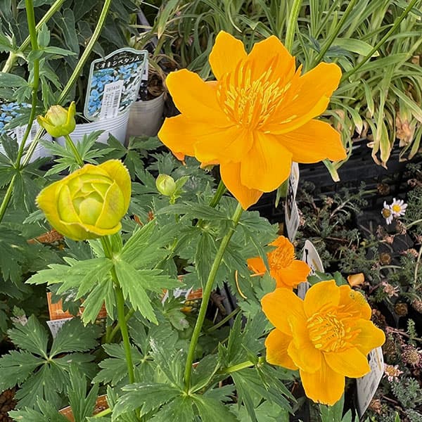 トケイソウ 苗（花の苗）｜苗 | 花、ガーデニング の商品一覧 通販