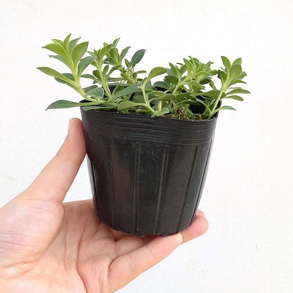 草花の苗 サマーセール (わけあり特価)シレネ...の詳細画像1