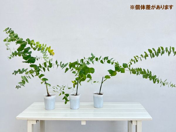 花木 庭木の苗 ユーカリ アップルボックス（アップルユーカリ