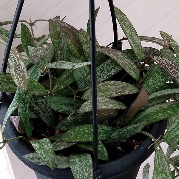 観葉植物 ホヤ シギラティス 4号吊り鉢の詳細画像2