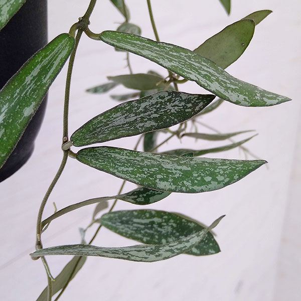 観葉植物 ホヤ シギラティス 4号吊り鉢の詳細画像3