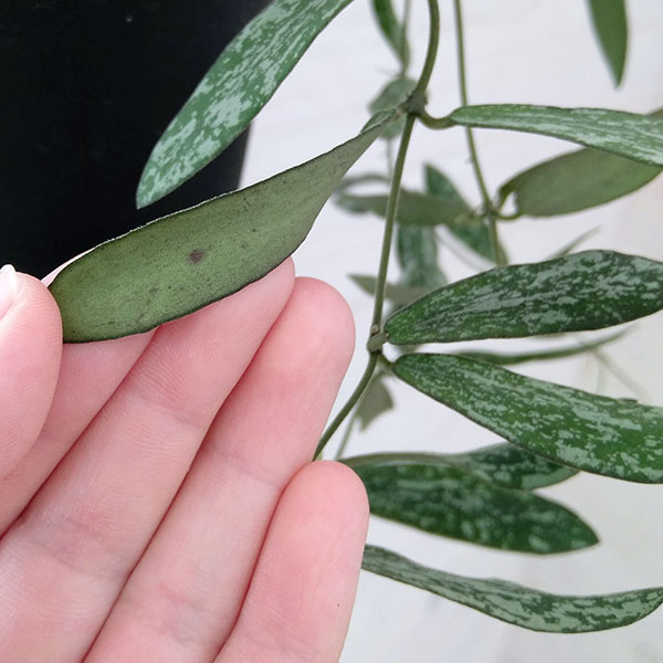 観葉植物 ホヤ シギラティス 4号吊り鉢の詳細画像4