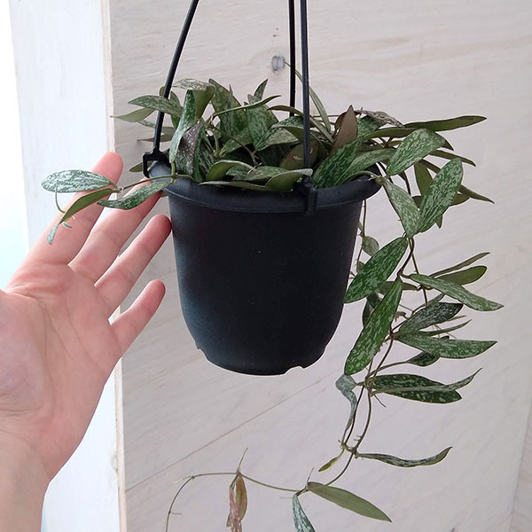 観葉植物 ホヤ シギラティス 4号吊り鉢の詳細画像5