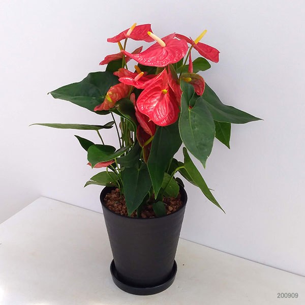 観葉植物/（わけあり特価）アンスリウム：ダコタ 7号鉢植え :174214:園芸ネット 通販 