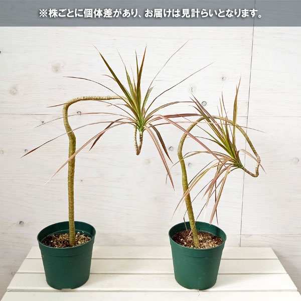 ドラセナ コンシンネ（観葉植物）の商品一覧 | 花、ガーデニング 通販