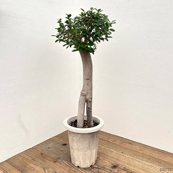 パンダガジュマルのおすすめ人気商品一覧 通販 - Yahoo!ショッピング