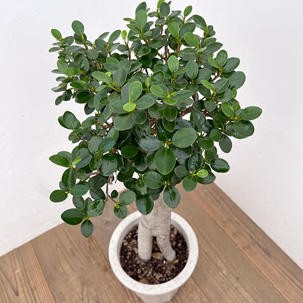 観葉植物 アーリーサマーセール パンダガジュマ...の詳細画像2