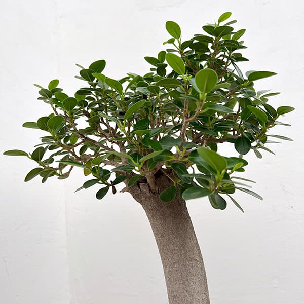 観葉植物 アーリーサマーセール パンダガジュマ...の詳細画像3