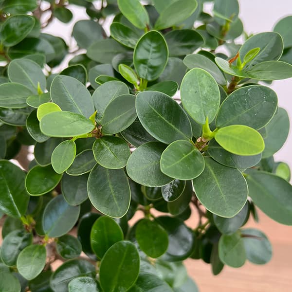 観葉植物 アーリーサマーセール パンダガジュマ...の詳細画像4