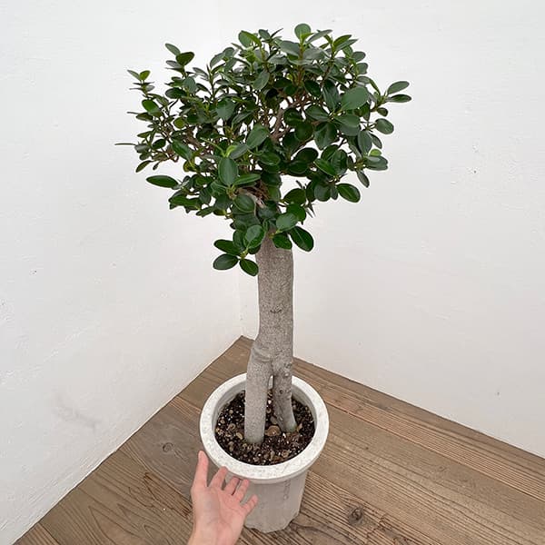 ガジュマル 苗のおすすめ人気商品一覧 通販 - Yahoo!ショッピング