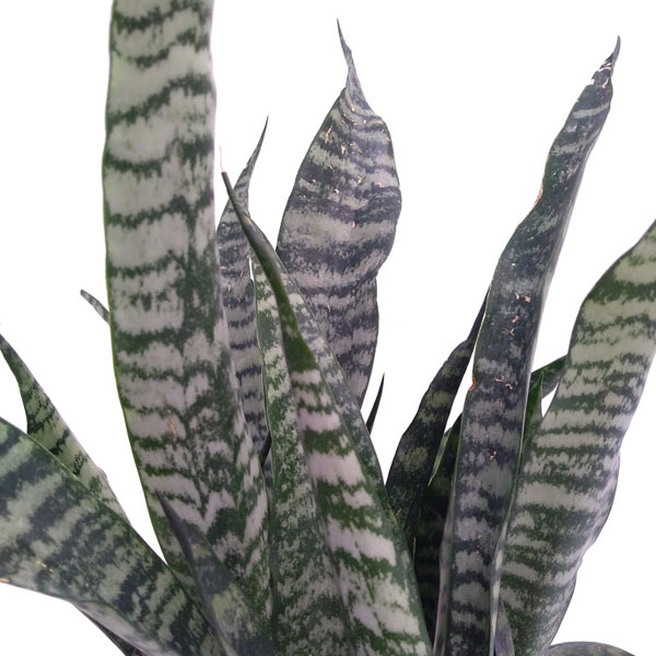 観葉植物 サンセベリア(サンスベリア) ゼラニ...の詳細画像2