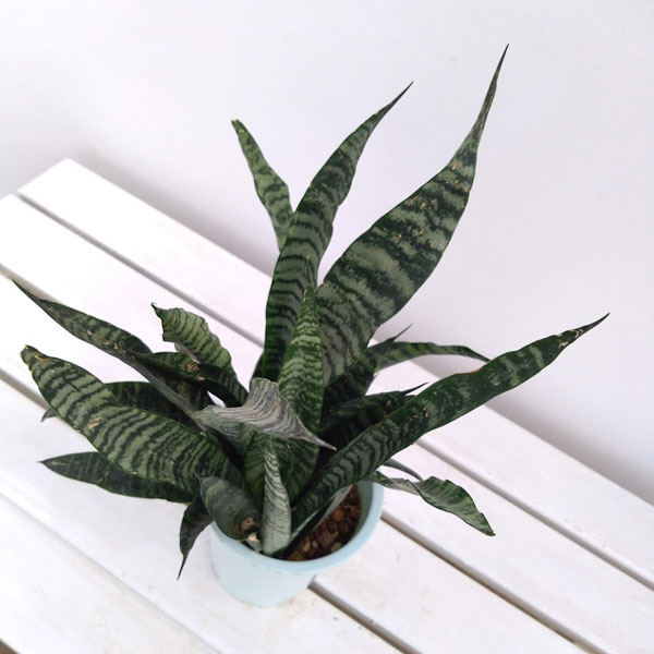 観葉植物 サンセベリア(サンスベリア) ゼラニ...の詳細画像1