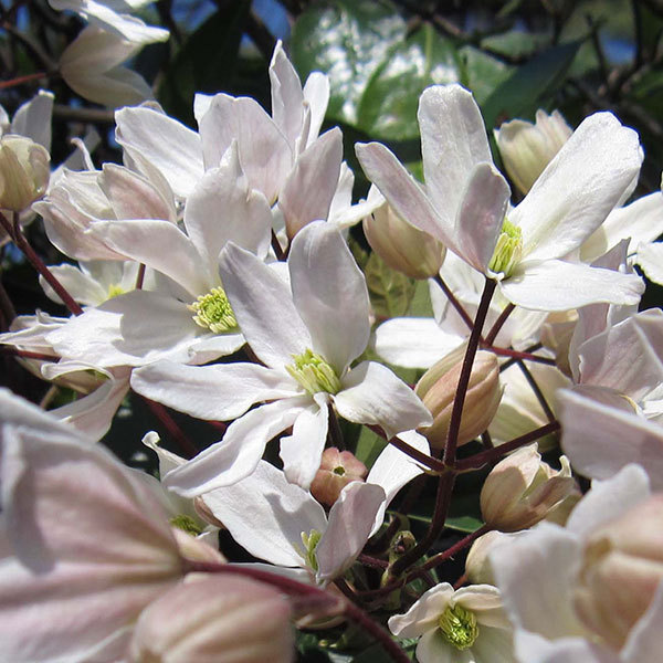 クレマチスの苗 クレマチス アーマンディ アルマンディ 4 5号ポット 園芸ネット 通販 Yahoo ショッピング