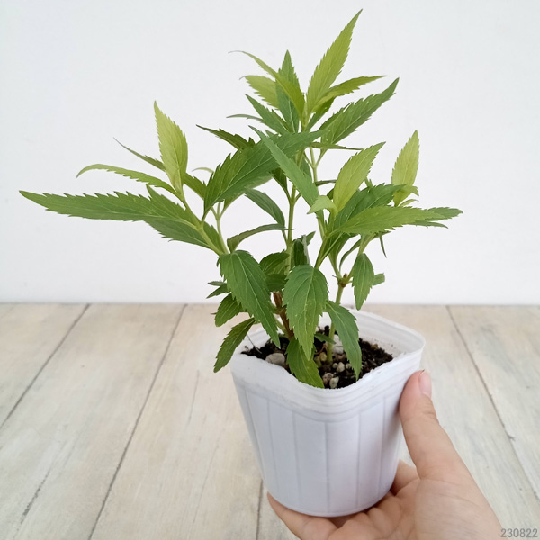 草花の苗 フジバカマ(ユーパトリウム) 白花フ...の詳細画像1