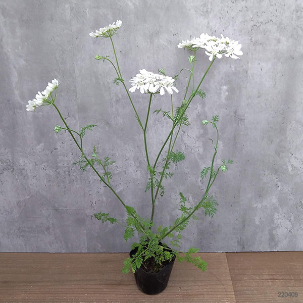 オルレア（花の苗）｜苗 | 花、ガーデニング のおすすめ人気商品一覧
