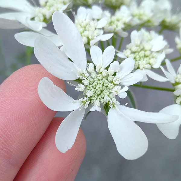 オルレア（花の苗）｜苗 | 花、ガーデニング のおすすめ人気商品一覧
