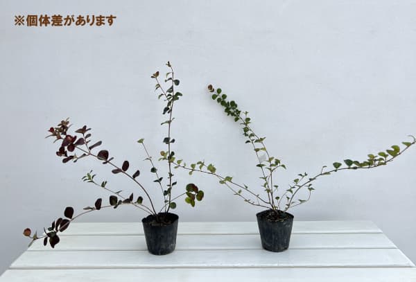 花木 庭木の苗 ビバーナム（ガマズミ） ハリアナム3号ポット : 園芸