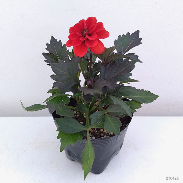 草花の苗 ダリア レディダリア(黒葉) アラニ...の詳細画像1