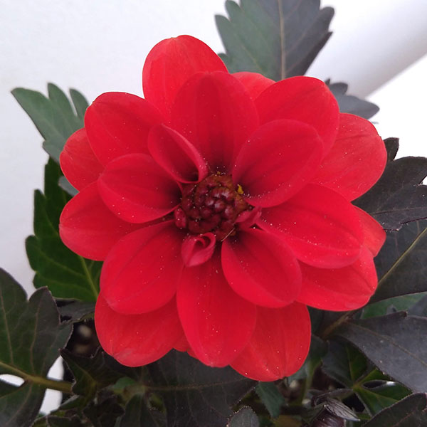 草花の苗 ダリア レディダリア(黒葉) アラニ...の詳細画像2