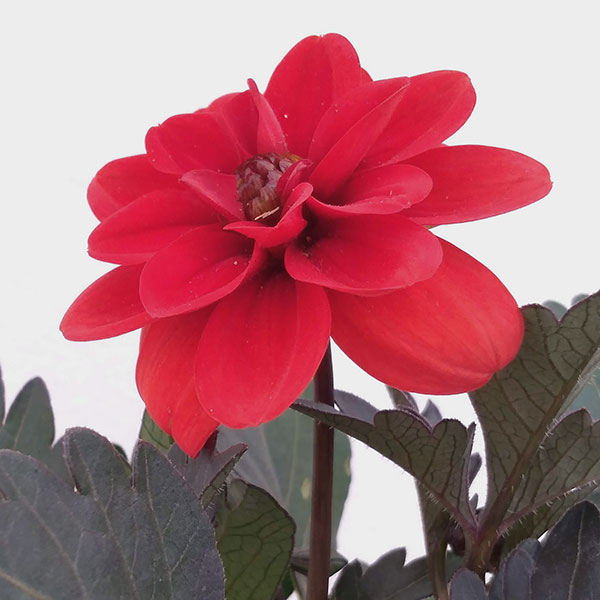 草花の苗 ダリア レディダリア(黒葉) アラニ...の詳細画像3