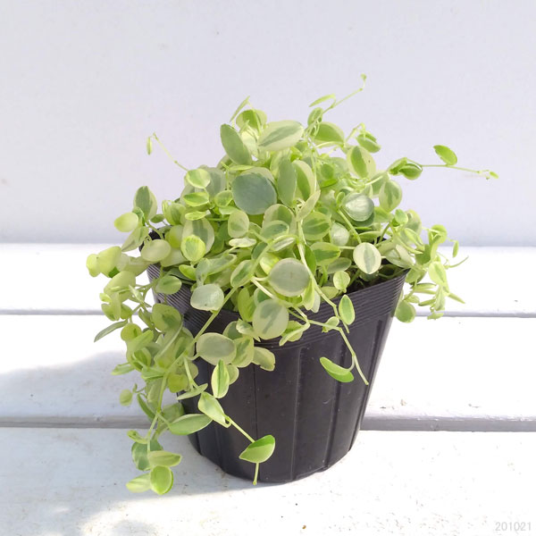 観葉植物 ぺぺロミア 真亜子3号ポットの詳細画像1