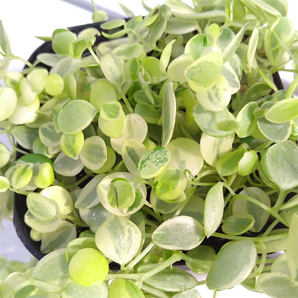 観葉植物 ぺぺロミア 真亜子3号ポットの詳細画像2