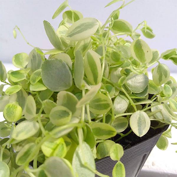 観葉植物 ぺぺロミア 真亜子3号ポットの詳細画像3