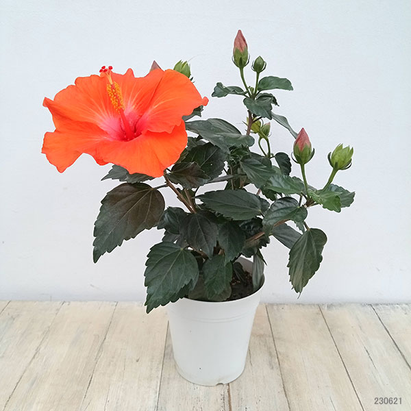 ハイビスカス(ニューロングライフ) ヘラ 5号鉢植えの詳細画像3