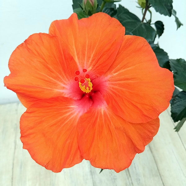 ハイビスカス(ニューロングライフ) ヘラ 5号鉢植えの詳細画像1