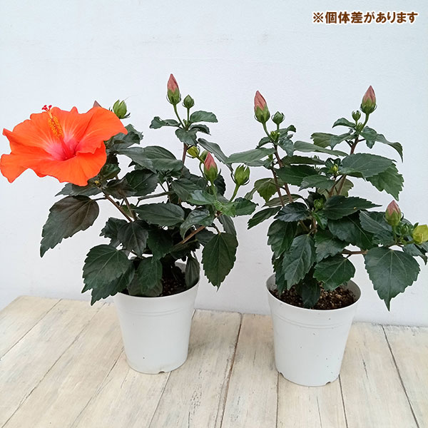 ハイビスカス(ニューロングライフ) ヘラ 5号鉢植えの詳細画像5