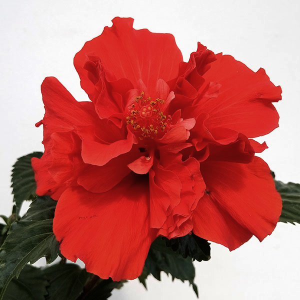 草花の苗 ハイビスカス(ニューロングライフ) ...の詳細画像4
