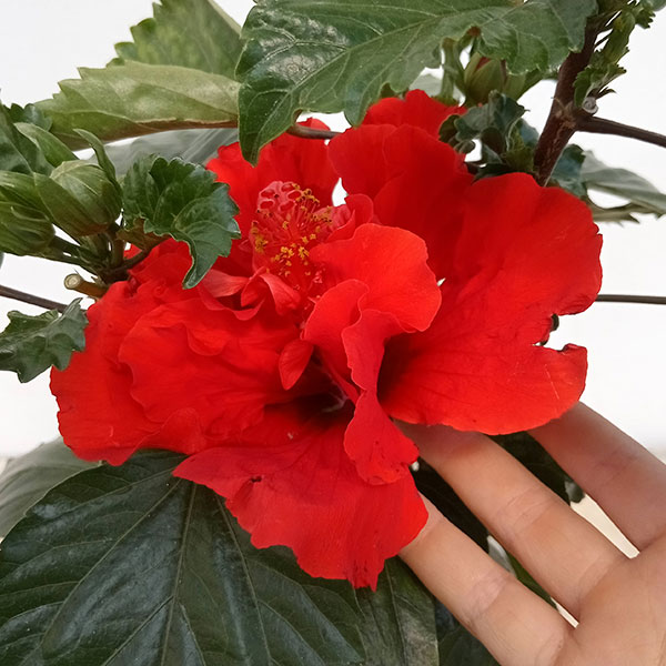 草花の苗 ハイビスカス(ニューロングライフ) ...の詳細画像5