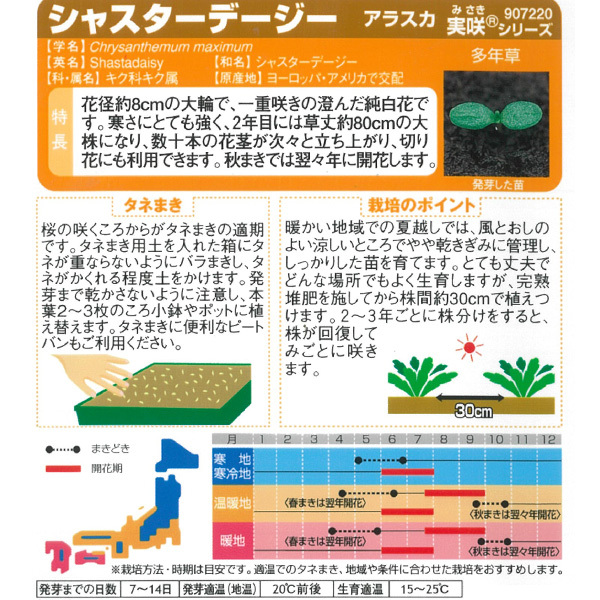 有効期限26年05月 シャスターデージー アラ...の詳細画像1