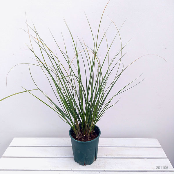パンパスグラス 苗（花、ガーデニング）のおすすめ人気商品一覧 通販