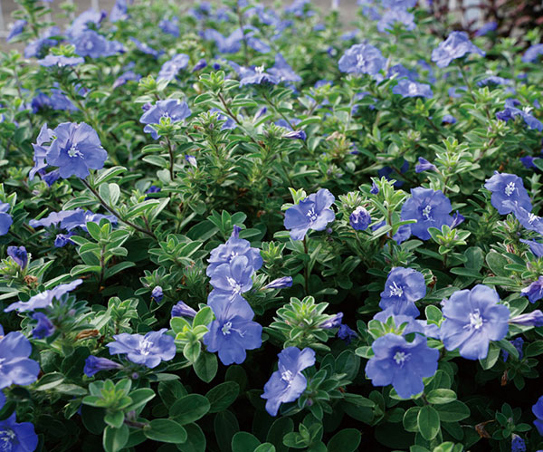 草花の苗 エボルブルス ブルーラグーン3号ポット |  | 04