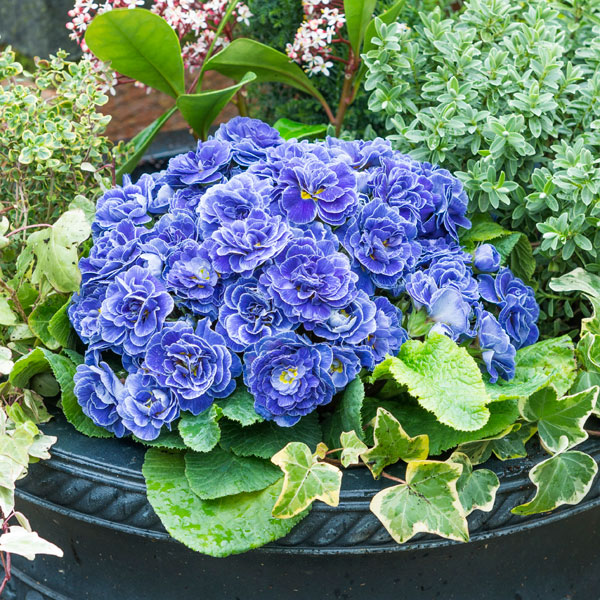 草花の苗 プリムラ ベラリーナ バルチックブルー4号ポット |  | 01