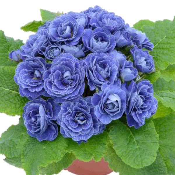 草花の苗 プリムラ ベラリーナ バルチックブルー4号ポット |  | 03