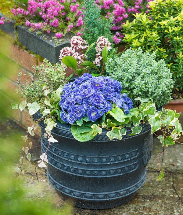 草花の苗 プリムラ ベラリーナ バルチックブルー4号ポット |  | 02