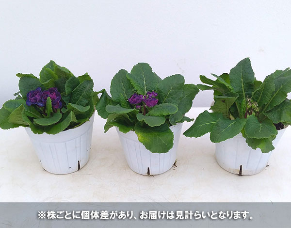 草花の苗 プリムラ ベラリーナ バルチックブルー4号ポット |  | 10