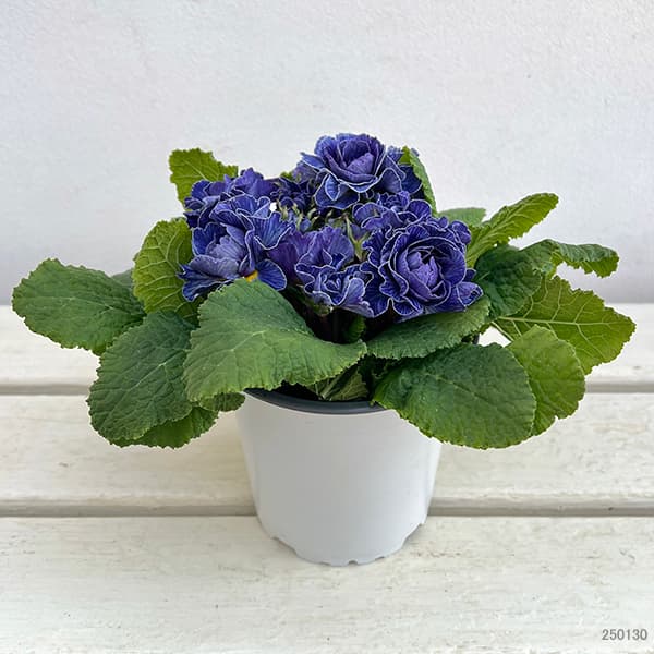 草花の苗 プリムラ ベラリーナ バルチックブルー4号ポット |  | 04