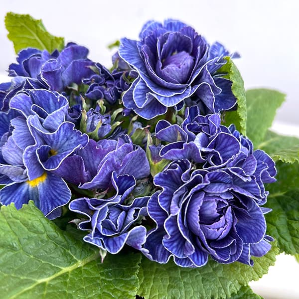 草花の苗 プリムラ ベラリーナ バルチックブルー4号ポット |  | 05