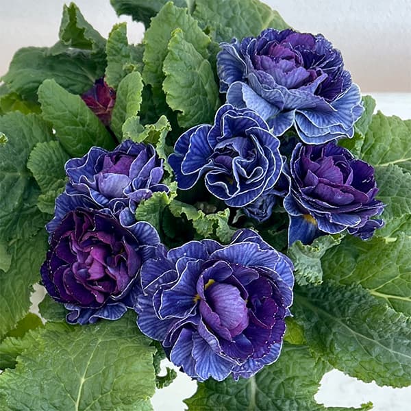 草花の苗 プリムラ ベラリーナ バルチックブルー4号ポット |  | 06