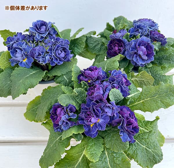 草花の苗 プリムラ ベラリーナ バルチックブルー4号ポット |  | 07