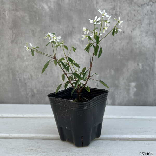 草花の苗 ユーフォルビア ダイアモンドスノー3号ポット |  | 02