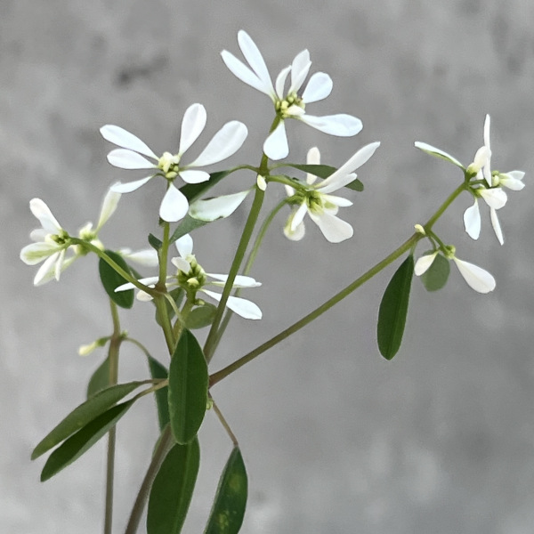 草花の苗 ユーフォルビア ダイアモンドスノー3号ポット |  | 03