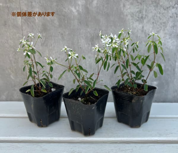 草花の苗 ユーフォルビア ダイアモンドスノー3号ポット |  | 04