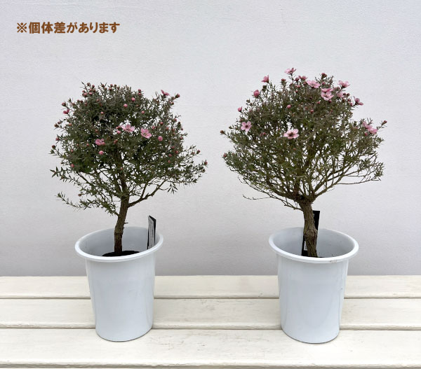 ギョリュウバイ 白のおすすめ人気商品一覧 通販 - Yahoo!ショッピング