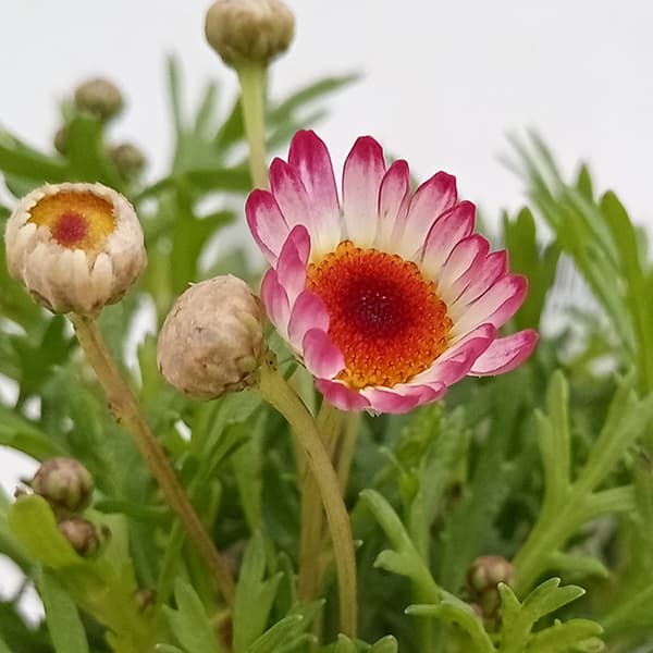草花の苗 マーガレット アンジェリックルビー3...の詳細画像2