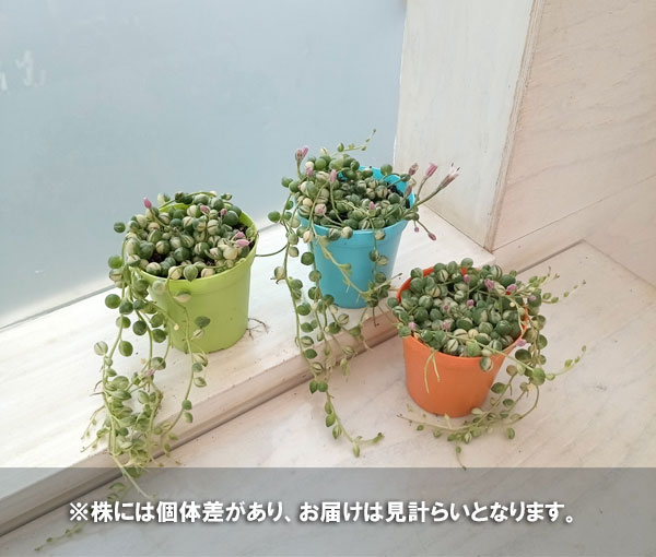 観葉植物/グリーンネックレス：斑入り　2.5号ポット｜engei｜02